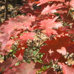 Red-leaves