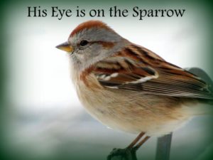 Sparrow-with-color